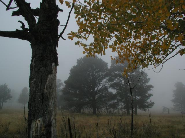Fog_31
