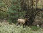 Elk_70