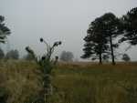 Fog_06