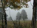 Fog_15