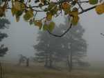 Fog_24