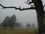 Fog_29