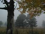 Fog_31