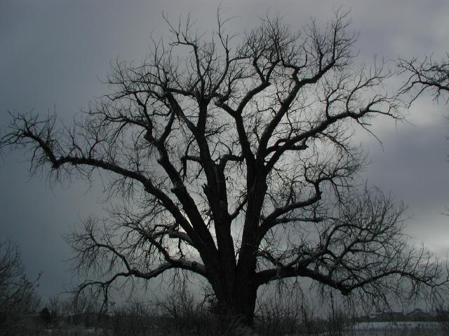 CottonSilhouettes02_002
