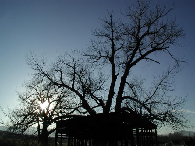 CottonSilhouettes02_015