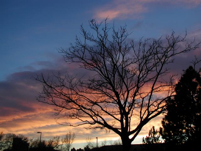 MTBTree_82