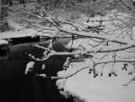 BearCreek02_303bw