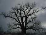 CottonSilhouettes02_002