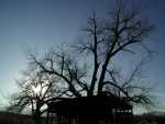 CottonSilhouettes02_015