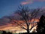 MTBTree_82