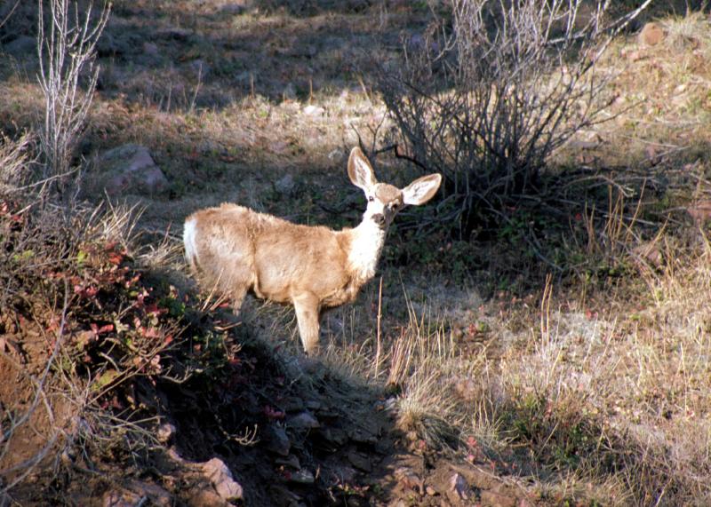 0315022Deer1