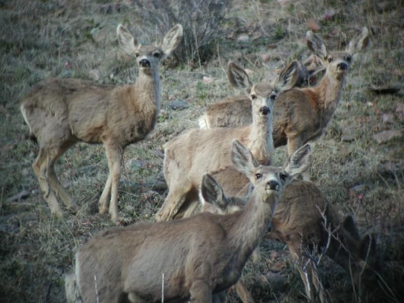 Deer02.025