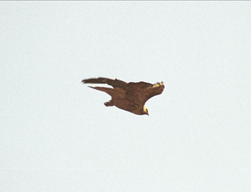 Falcon02.1