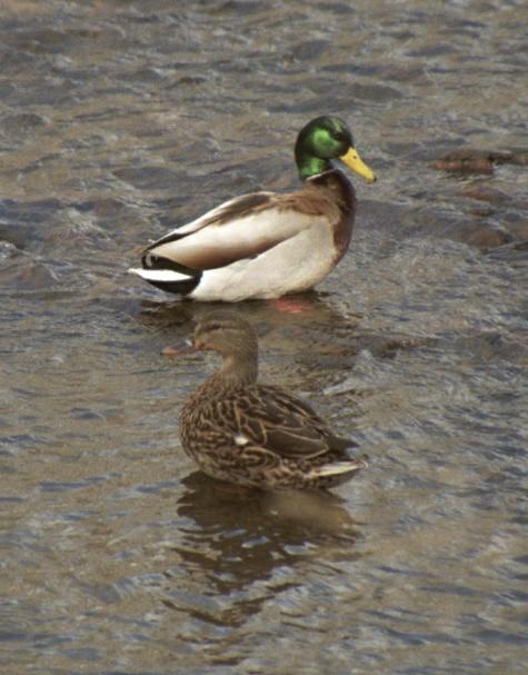 ducks2c