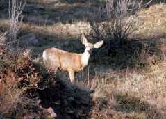 0315022Deer1