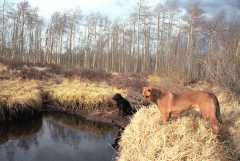 0503022dogs1