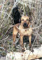 0503023Dogs1