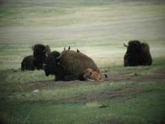 Buffalo02_37