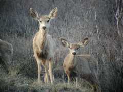 Deer02.012