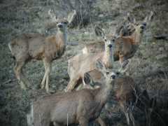 Deer02.025