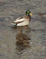ducks2c