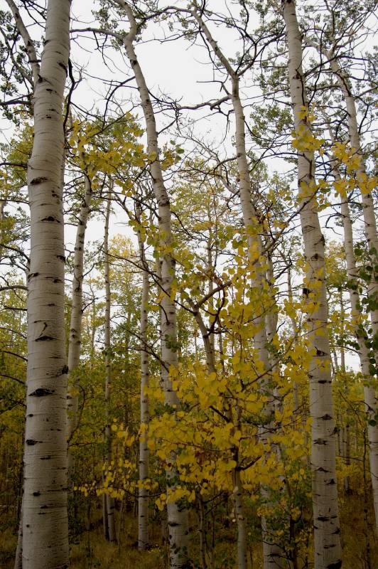 02FallColor_2413