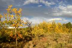 02FallColor_2434