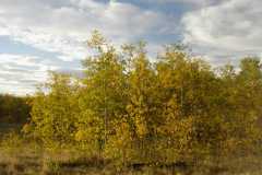 02FallColor_2452
