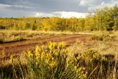 02FallColor_2454