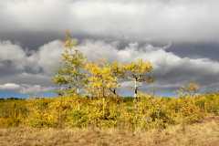 02FallColor_2554