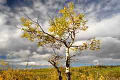 02FallColor_2556