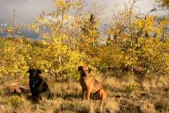 Dogs_2536