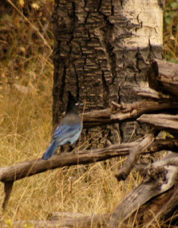 BlueJay_2644c