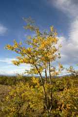 02FallColor_2565