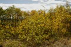 02FallColor_2569