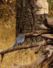 BlueJay_2644c