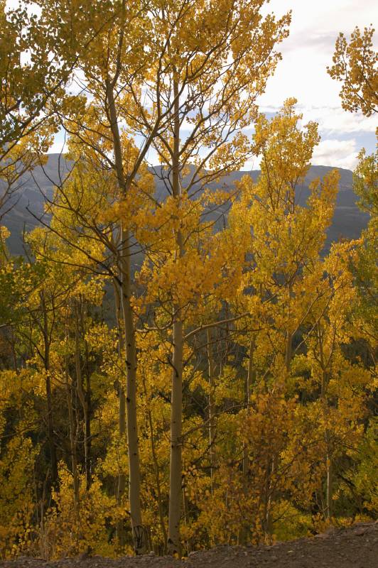 02FallColor_2350