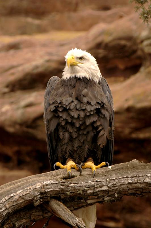 BaldEagle110