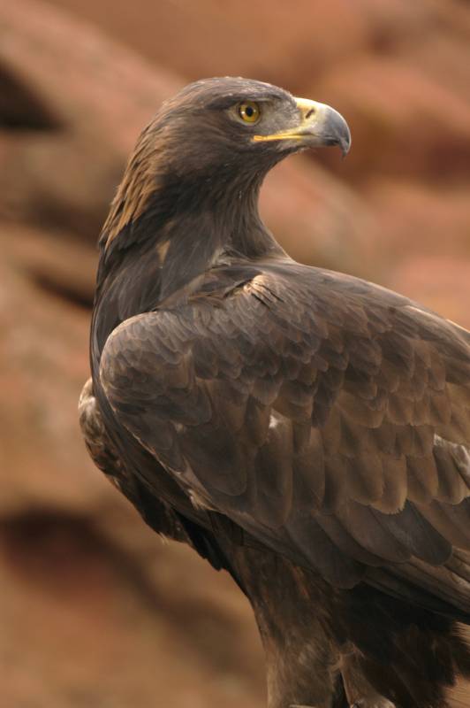 GoldenEagle071