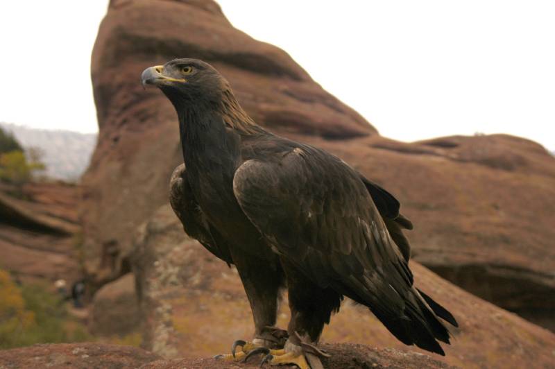 GoldenEagle077