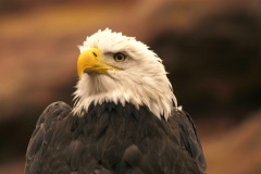BaldEagle099