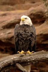 BaldEagle110