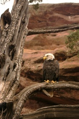 BaldEagle113