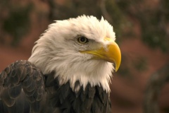 BaldEagle119
