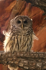BarredOwl4009
