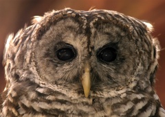 BarredOwl4012