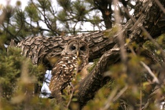 BarredOwl4016