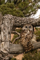 BarredOwl4025