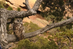 BarredOwl4027