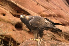 GoldenEagle067